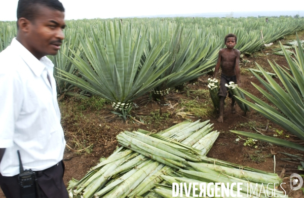 Sisal :le retour des fibres naturelles