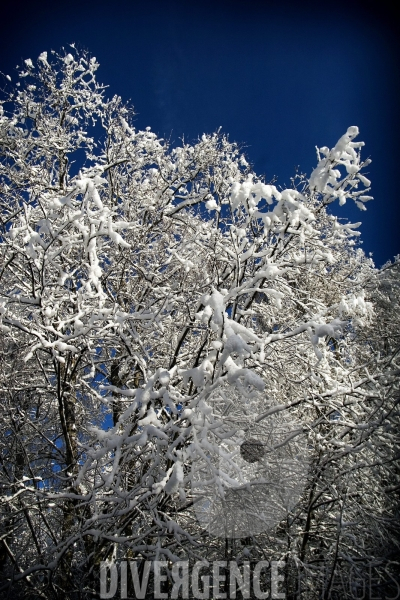 Paysage enneigé