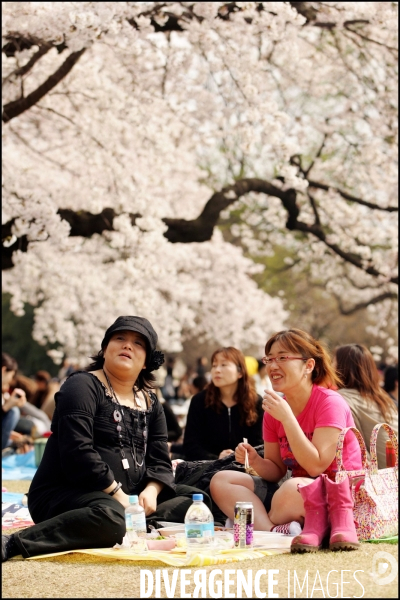 Hanami, ou la fête des sakuras ( fleurs de cerisiers japonais )