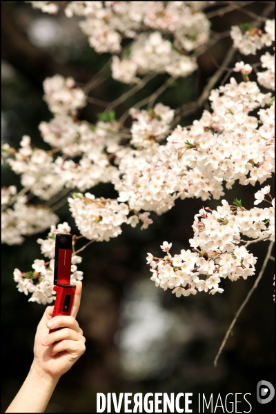 Hanami, ou la fête des sakuras ( fleurs de cerisiers japonais )