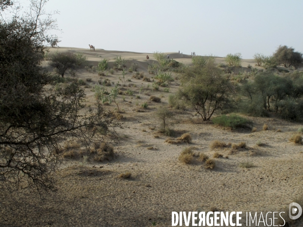 Paysages dans la région du Rajasthan, Inde. Mai 2012.