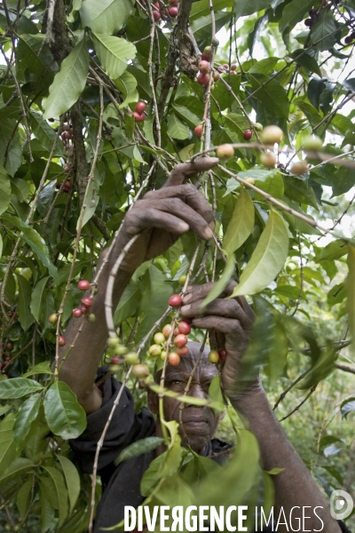 Ethiopia, birthplace of the coffee ### ethiopie , la terre natale du cafe