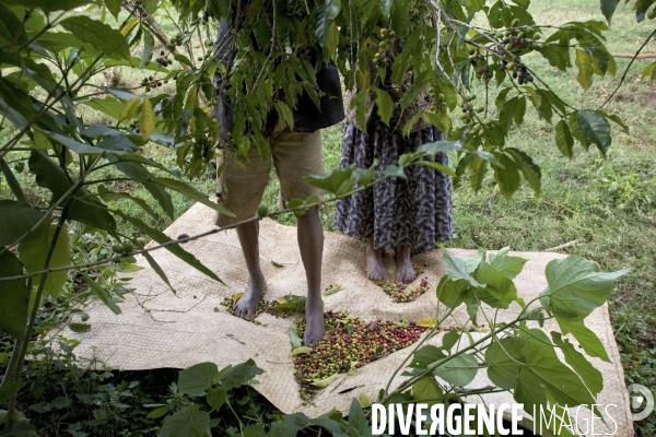 Ethiopia, birthplace of the coffee ### ethiopie , la terre natale du cafe