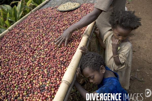 Ethiopia, birthplace of the coffee ### ethiopie , la terre natale du cafe