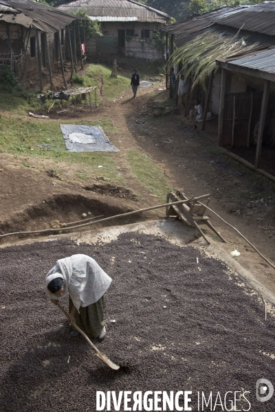 Ethiopia, birthplace of the coffee ### ethiopie , la terre natale du cafe