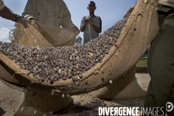 Ethiopia, birthplace of the coffee ### ethiopie , la terre natale du cafe