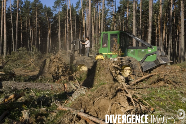 La tronconneuse apres la tempete