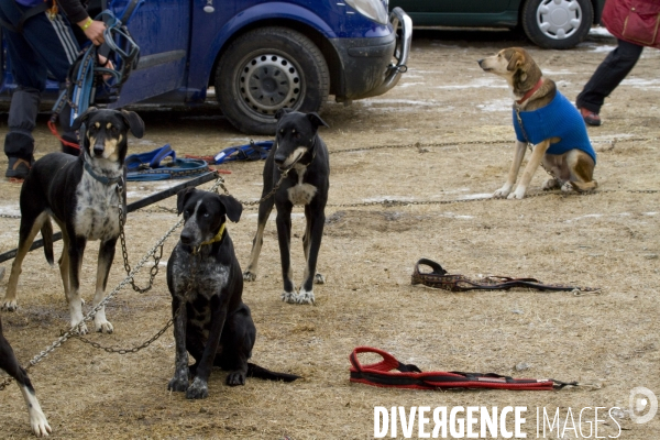 La Pirena Course de chiens de Traineau