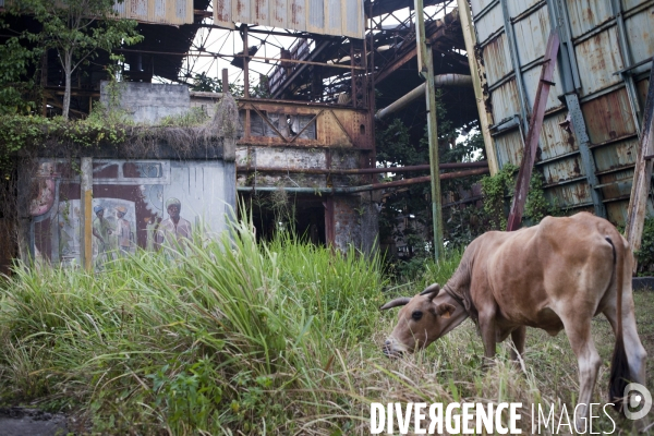 Guadeloupe : a portrait of an island #### portrait d une ile