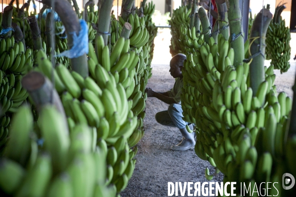 Guadeloupe : a portrait of an island #### portrait d une ile