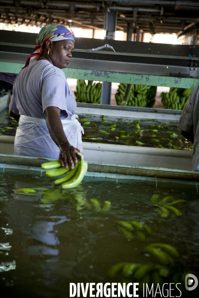 Guadeloupe : a portrait of an island #### portrait d une ile