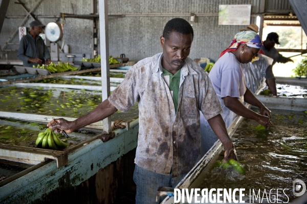 Guadeloupe : a portrait of an island #### portrait d une ile