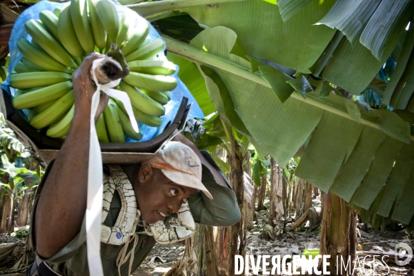 Guadeloupe : a portrait of an island #### portrait d une ile