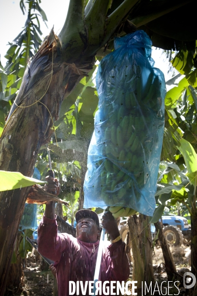 Guadeloupe : a portrait of an island #### portrait d une ile