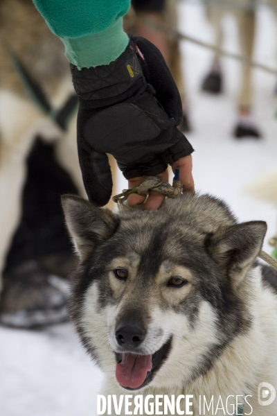 La Pirena Course de chiens de Traineau