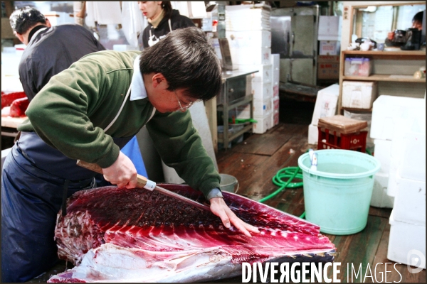 L Empire du thon : le marché aux poissons de Tsukiji