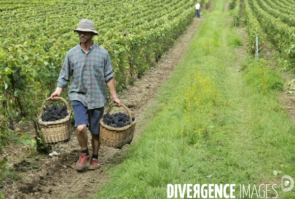 Vendanges en Champagne. Harvest in Champagne.