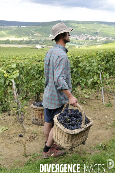 Vendanges en Champagne. Harvest in Champagne.