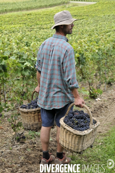 Vendanges en Champagne. Harvest in Champagne.