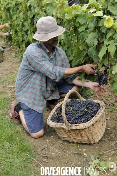 Vendanges en Champagne. Harvest in Champagne.