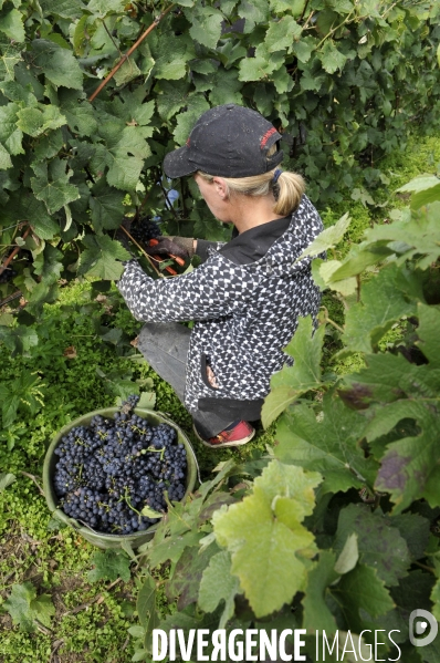 Vendanges en Champagne. Harvest in Champagne.