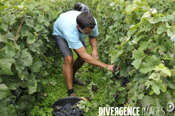 Vendanges en Champagne. Harvest in Champagne.