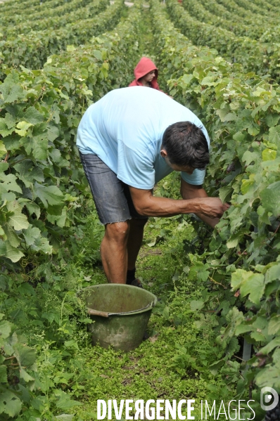 Vendanges en Champagne. Harvest in Champagne.