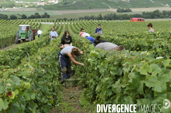 Vendanges en Champagne. Harvest in Champagne.