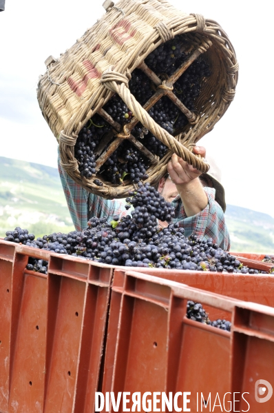 Vendanges en Champagne. Harvest in Champagne.