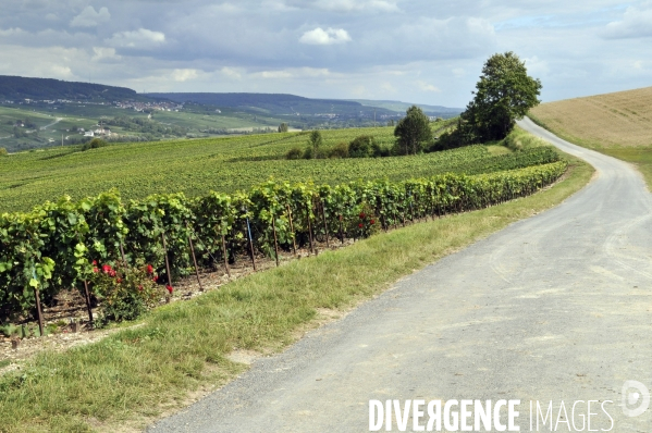 Vendanges en Champagne. Harvest in Champagne.