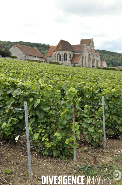 Vendanges en Champagne. Harvest in Champagne.