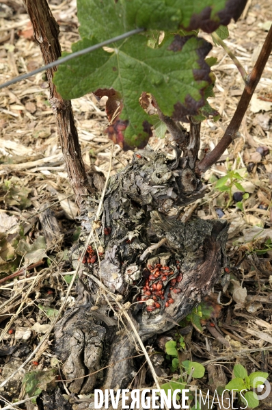 Vendanges en Champagne. Harvest in Champagne.