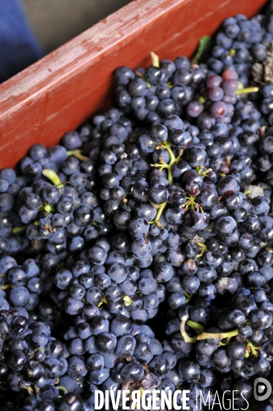 Vendanges en Champagne. Harvest in Champagne.