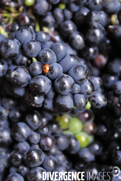 Vendanges en Champagne. Harvest in Champagne.