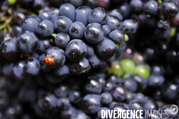 Vendanges en Champagne. Harvest in Champagne.