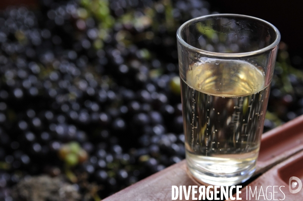 Vendanges en Champagne. Harvest in Champagne.