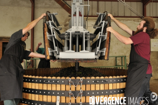 Vendanges en Champagne. Harvest in Champagne.