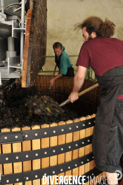 Vendanges en Champagne. Harvest in Champagne.