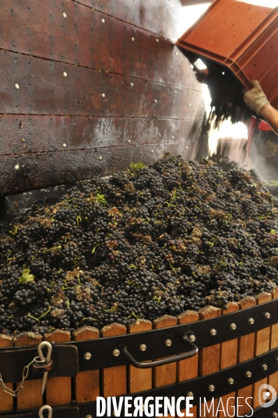 Vendanges en Champagne. Harvest in Champagne.