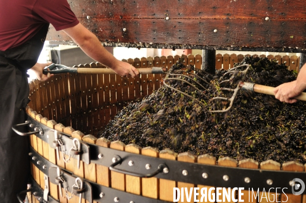 Vendanges en Champagne. Harvest in Champagne.