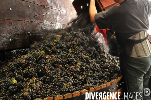 Vendanges en Champagne. Harvest in Champagne.