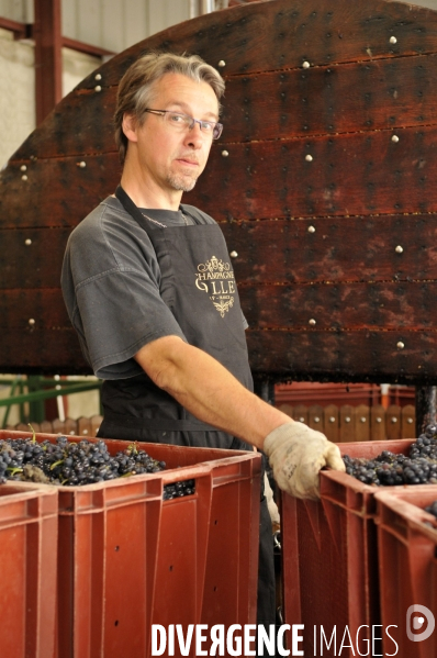 Vendanges en Champagne. Harvest in Champagne.