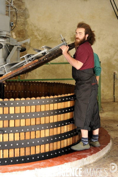 Vendanges en Champagne. Harvest in Champagne.