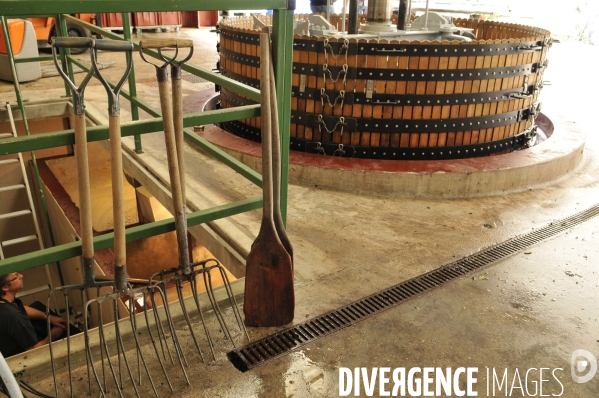 Vendanges en Champagne. Harvest in Champagne.