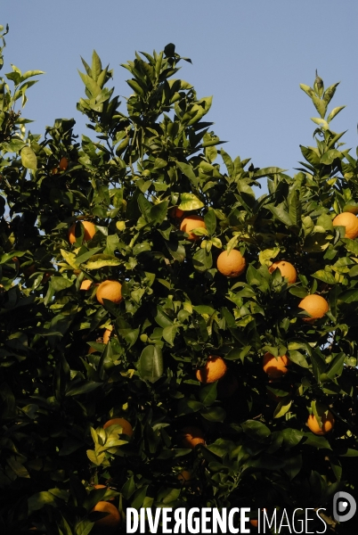 Orange et citron de Sicile