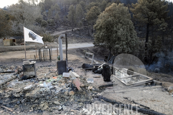 Après les incendies dans l Alta Rocca : les forêts ravagées