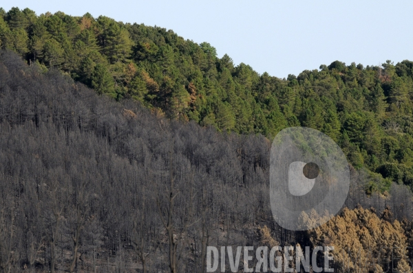 Après les incendies dans l Alta Rocca : les forêts ravagées