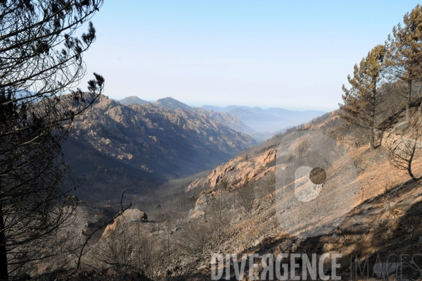 Après les incendies dans l Alta Rocca : les forêts ravagées