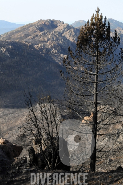 Après les incendies dans l Alta Rocca : les forêts ravagées