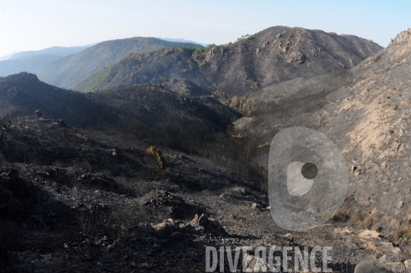 Après les incendies dans l Alta Rocca : les forêts brûlées, ravagées